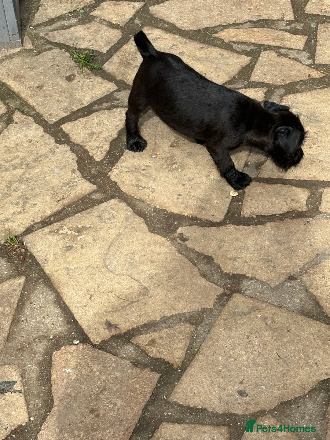 Mixed Breed dogs for sale: Working Lakeland x Patterdale  - Image 21