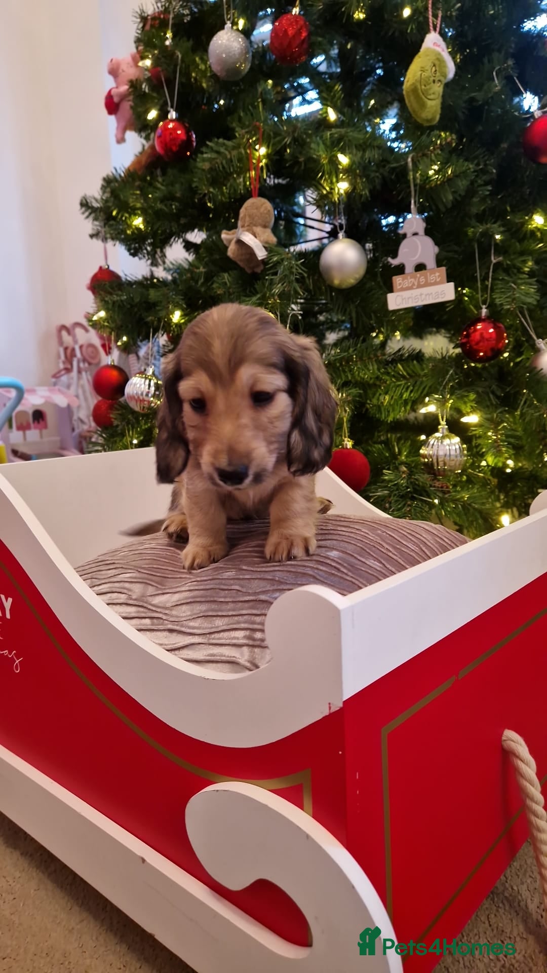 Miniature Dachshund dogs for sale: 🩷LAST GIRL🩷Shaded Cream,Long Hair,Mini Dachshund - Advert 8