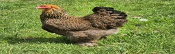 Chickens poultry for sale: POL HENS, CHICKS, QUAIL and DUCKS AVAILABLE  - Advert 1