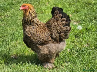 Chickens poultry POL HENS, CHICKS, QUAIL and DUCKS AVAILABLE - Advert 1