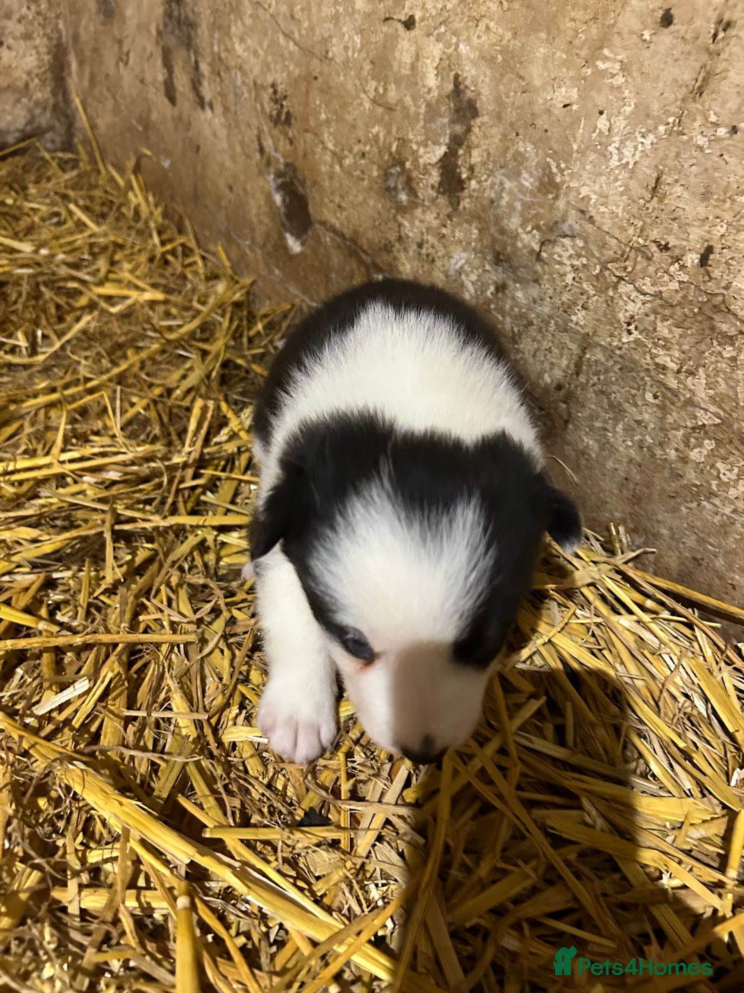 Border Collie dogs for sale: Border collie puppies  - Advert 3