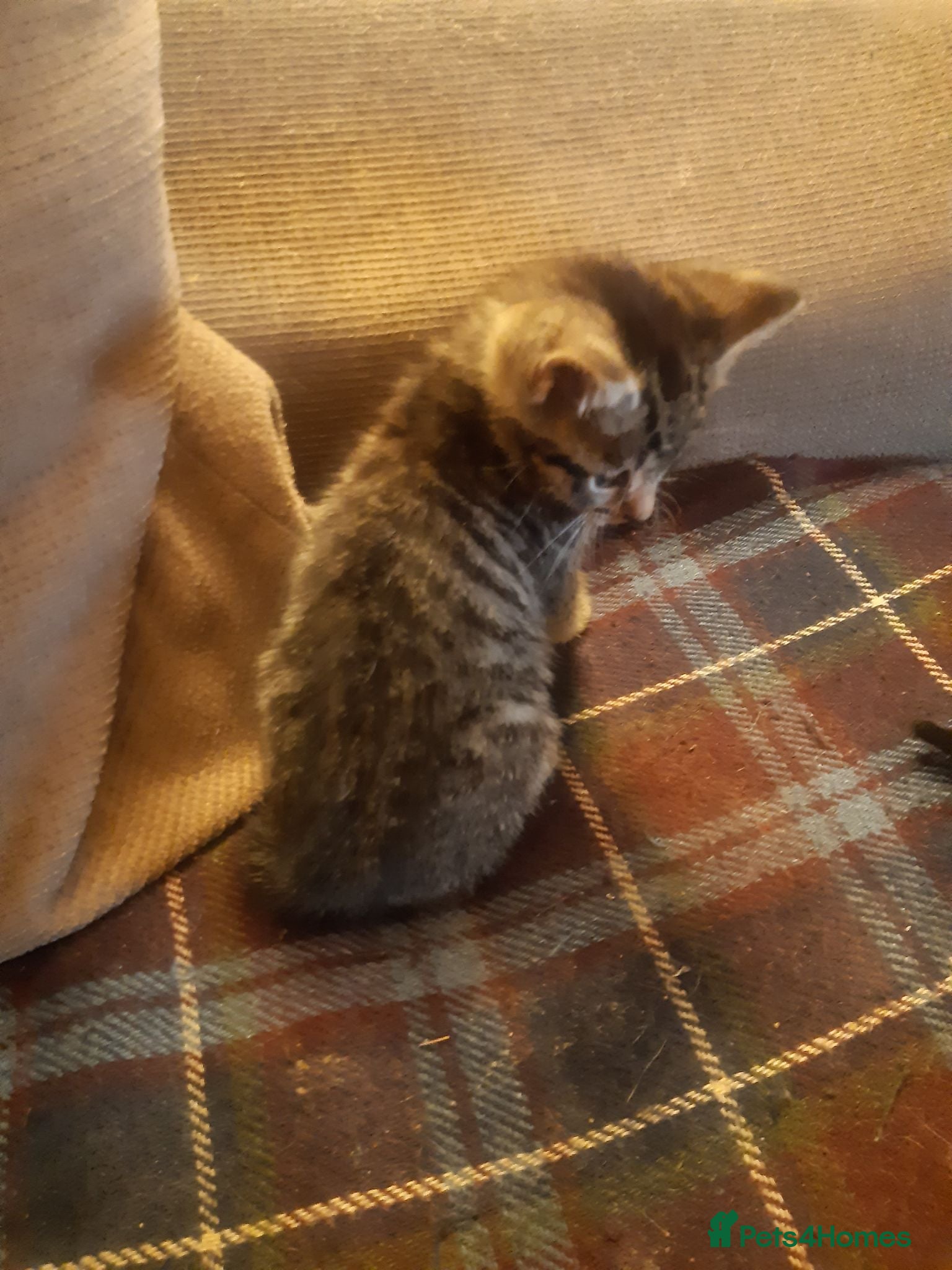 Mixed Breed cats Beautiful rescue kittens for adoption - Advert 1