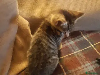 Mixed Breed cats Beautiful rescue kittens for adoption - Advert 1