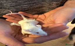 Mouse rodents for sale: 3 mice  - Image 7