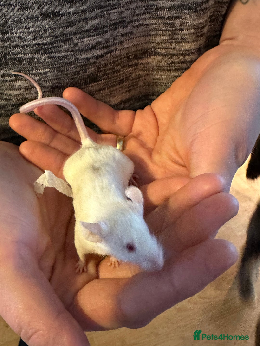 Mouse rodents for sale: 3 mice  - Image 7