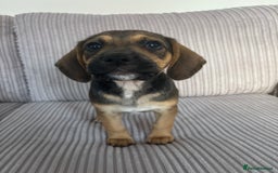 Mixed Breed dogs for sale: 1 Boy Left Ready To Go French Cocker Jack Pup - Image 4