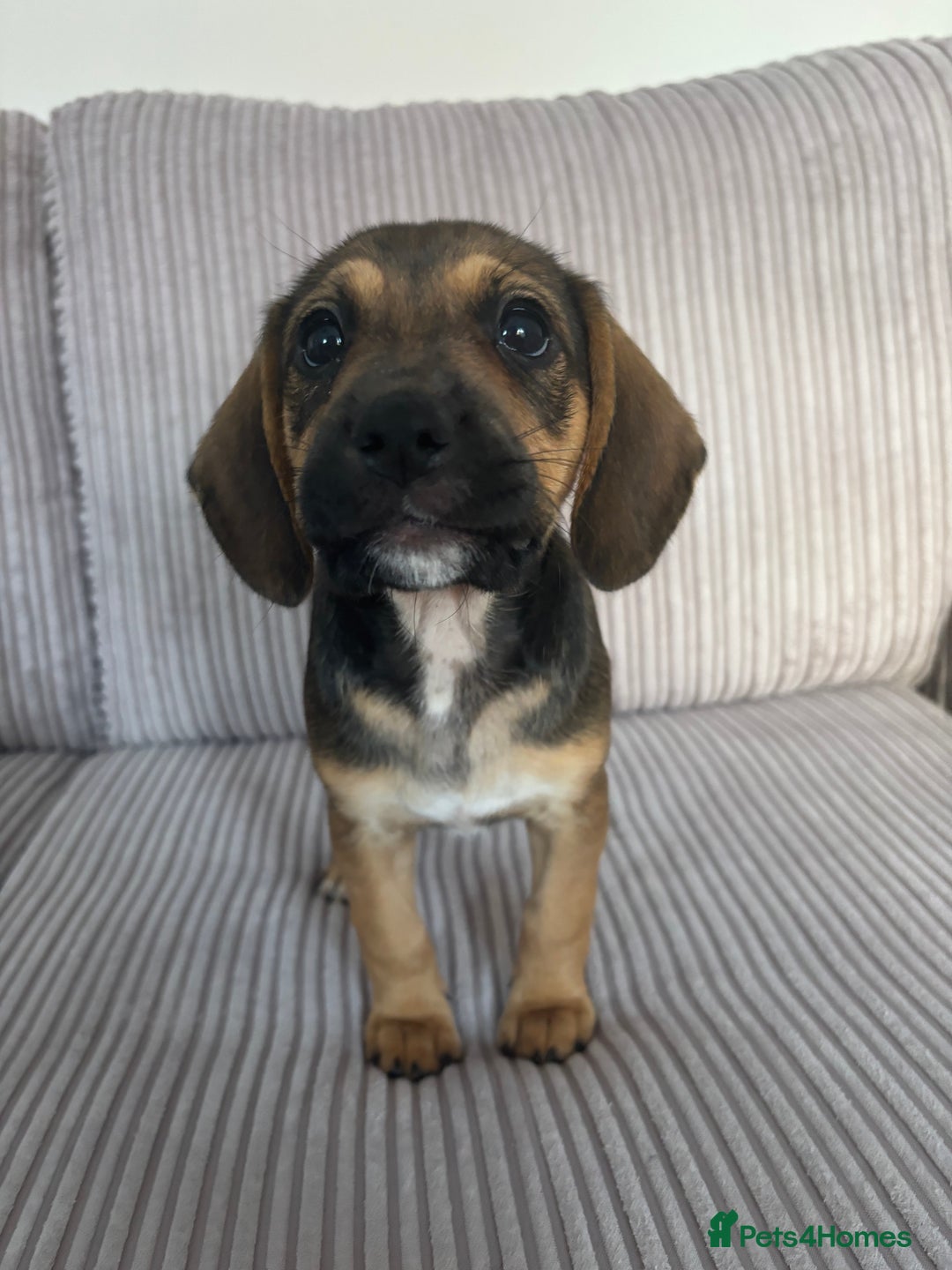 Mixed Breed dogs for sale: 1 Boy Left Ready To Go French Cocker Jack Pup - Image 4
