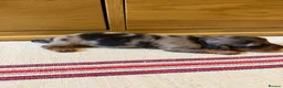 Miniature Dachshund dogs for sale: KC Long Haired Miniature Dachshund Puppies - Advert 21