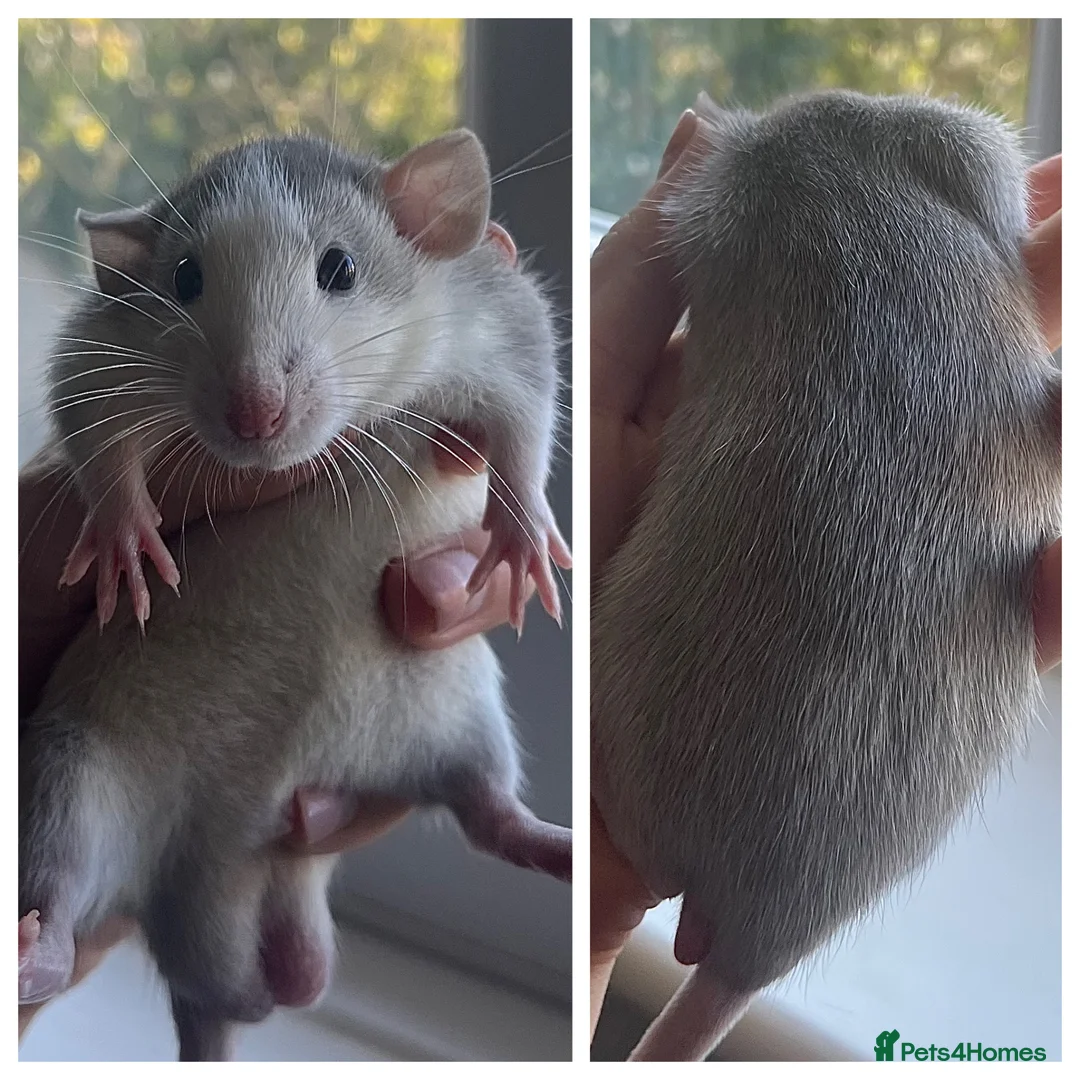 Rat rodents for sale: 5 dumbo bucks available  in Skelmersdale - Advert 2