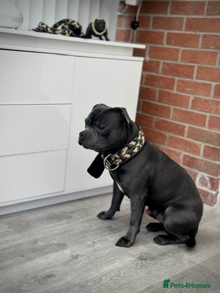 Staffordshire Bull Terrier dogs KC REG ROYAL REGIMENT BABIES - Advert 6