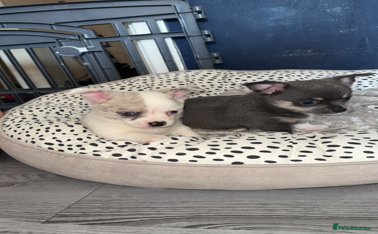 Chihuahua dogs - Advert 12