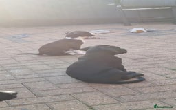 Mixed Breed dogs for sale: Ready to collect – Cane Corso x Staffy puppies  - Image 12