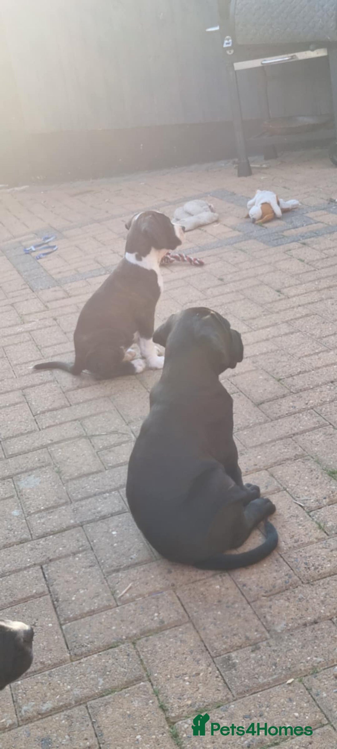 Mixed Breed dogs for sale: Ready to collect – Cane Corso x Staffy puppies  - Image 12