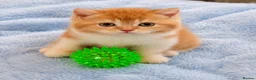 British Shorthair cats for sale: 💖👍Quality BSH Boy And Girl😻 - Advert 1