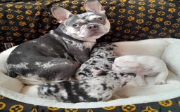 French Bulldog dogs for sale: French bulldog , merle, platinum, fluffy carriers. - Image 21