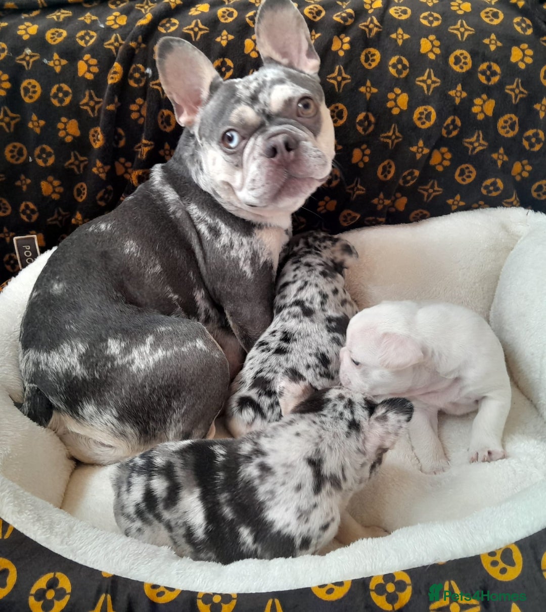 French Bulldog dogs for sale: French bulldog , merle, platinum, fluffy carriers. - Image 21