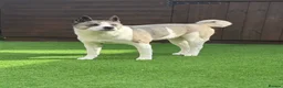 Mixed Breed dogs for sale: Lexi - 6 Year old Akita x Staffy  - Advert 2