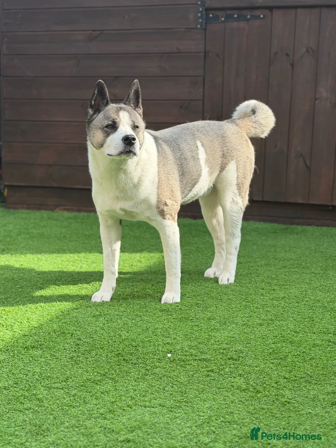 Mixed Breed dogs for sale: Lexi - 6 Year old Akita x Staffy  - Advert 2