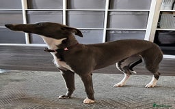 Whippet dogs for sale: OUTSTANDING PRESTIGIOUS LAGUNA BLUE WHIPPETS! KC - Image 13