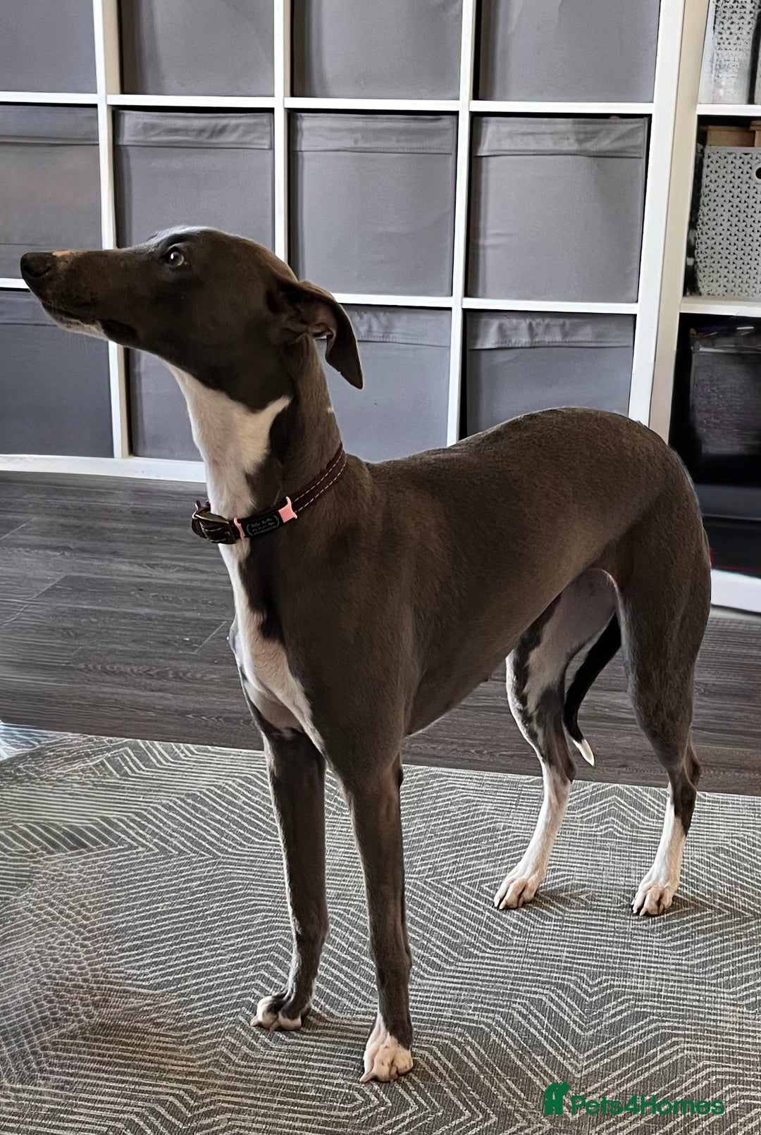 Whippet dogs for sale: OUTSTANDING PRESTIGIOUS LAGUNA BLUE WHIPPETS! KC - Image 13