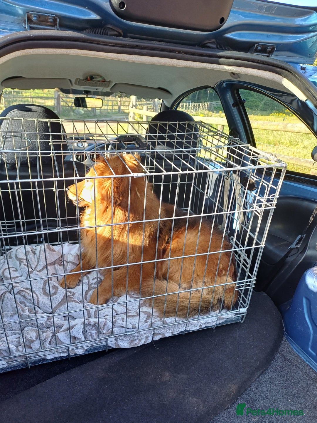 Mixed Breed dogs for adoption: MONTY – an example of Resilience and Devotion - Advert 6