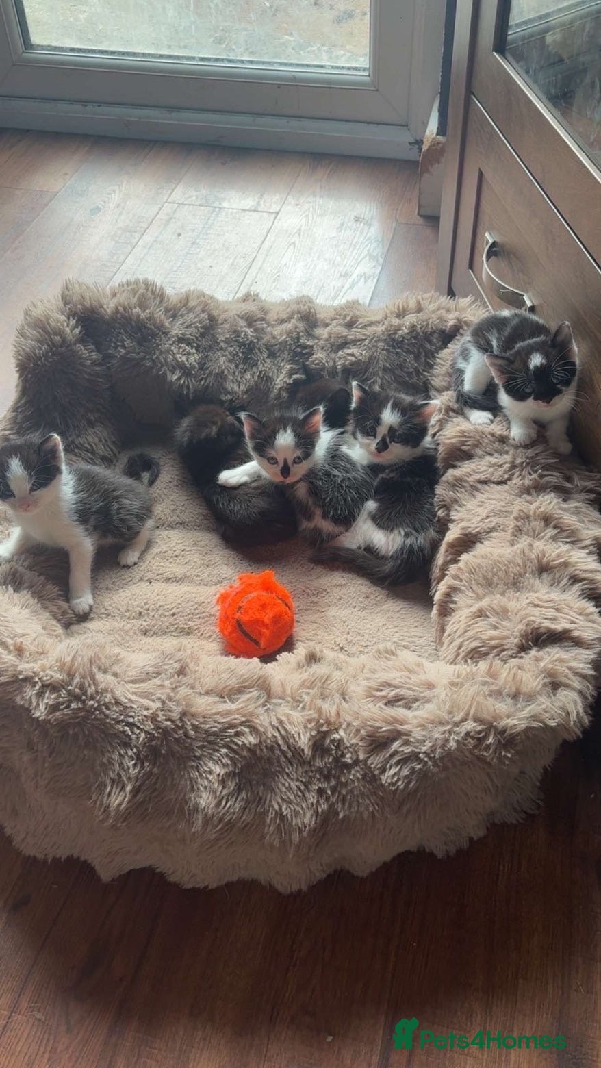 Mixed Breed cats Kittens for sale  - Advert 18