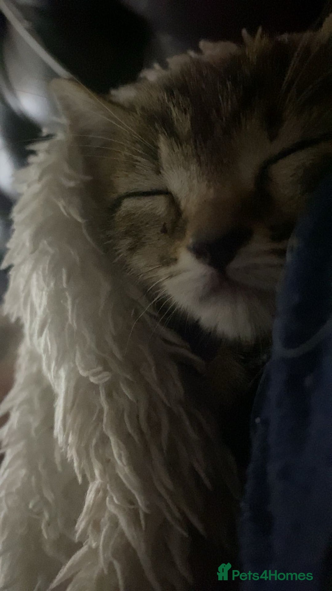 Bengal cats for sale: Beautiful baby bengal girl  - Advert 4