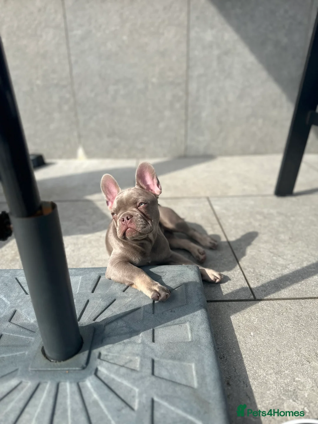 French Bulldog dogs for stud: Reggie French Bulldog for Studding  - Advert 3