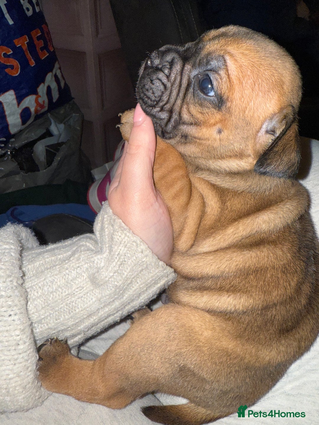 Mixed Breed dogs for sale: English bulldog x staff  - Advert 6