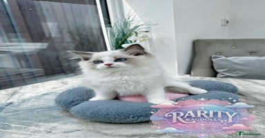Ragdoll cats - Advert 13