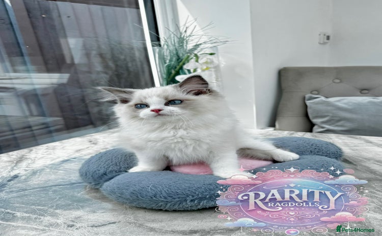 Ragdoll cats - Advert 2