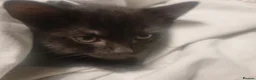 Mixed Breed cats for sale: Beautiful mixed kittens, very playful  - Advert 11