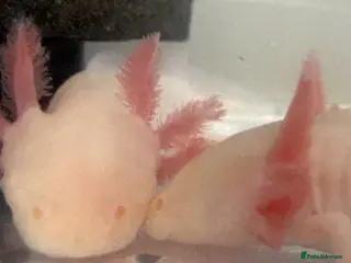 Axolotl reptiles Axolotl eggs - Advert 2