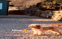 Cavapoo dogs for sale: Beautiful Cavapoo puppies  - Image 10