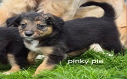 Mixed Breed dogs for sale: Golden Retrievers X Red & White Boarder Collie - Image 3