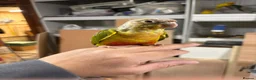 Conures birds for sale: Hand tame pineapple Conure - Advert 5