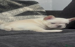 French Bulldog dogs for sale: High Quality French Bulldog Puppies  - Image 36