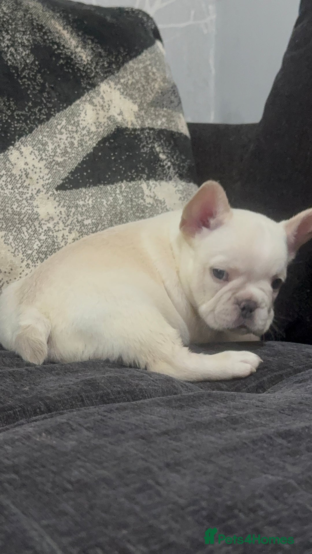 French Bulldog dogs for sale: High Quality French Bulldog Puppies  - Image 36