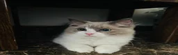 Ragdoll cats for sale:  Tica registered full pedigree ragdolls - Advert 6
