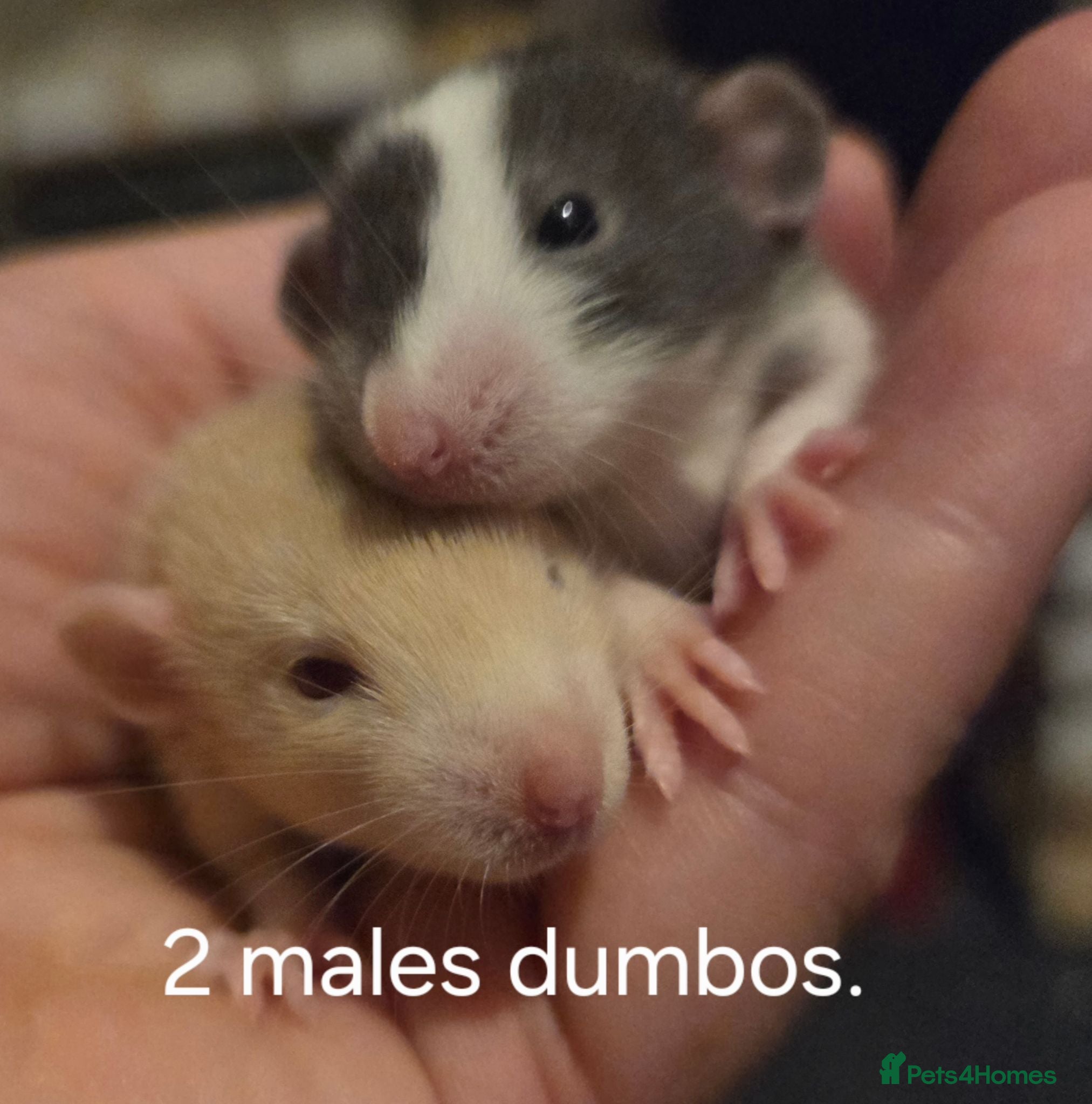 Rat rodents Dumbos and fancy rats ready now.  - Advert 1