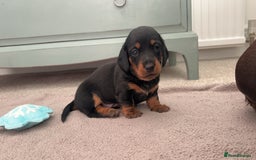 Miniature Dachshund dogs for sale: Miniature dachshund - Image 1
