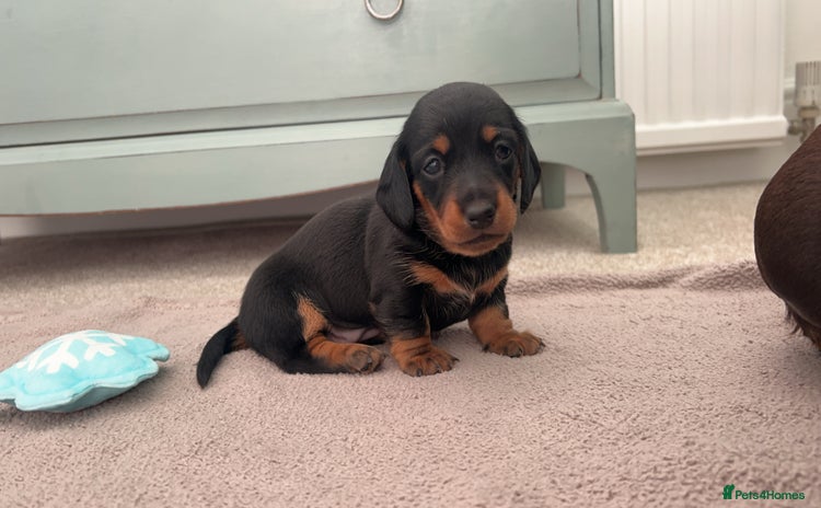 Miniature Dachshund dogs - Advert 2