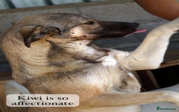 Mixed Breed dogs for adoption: Kiwi, 1 yr old. Available for adoption. - Image 3