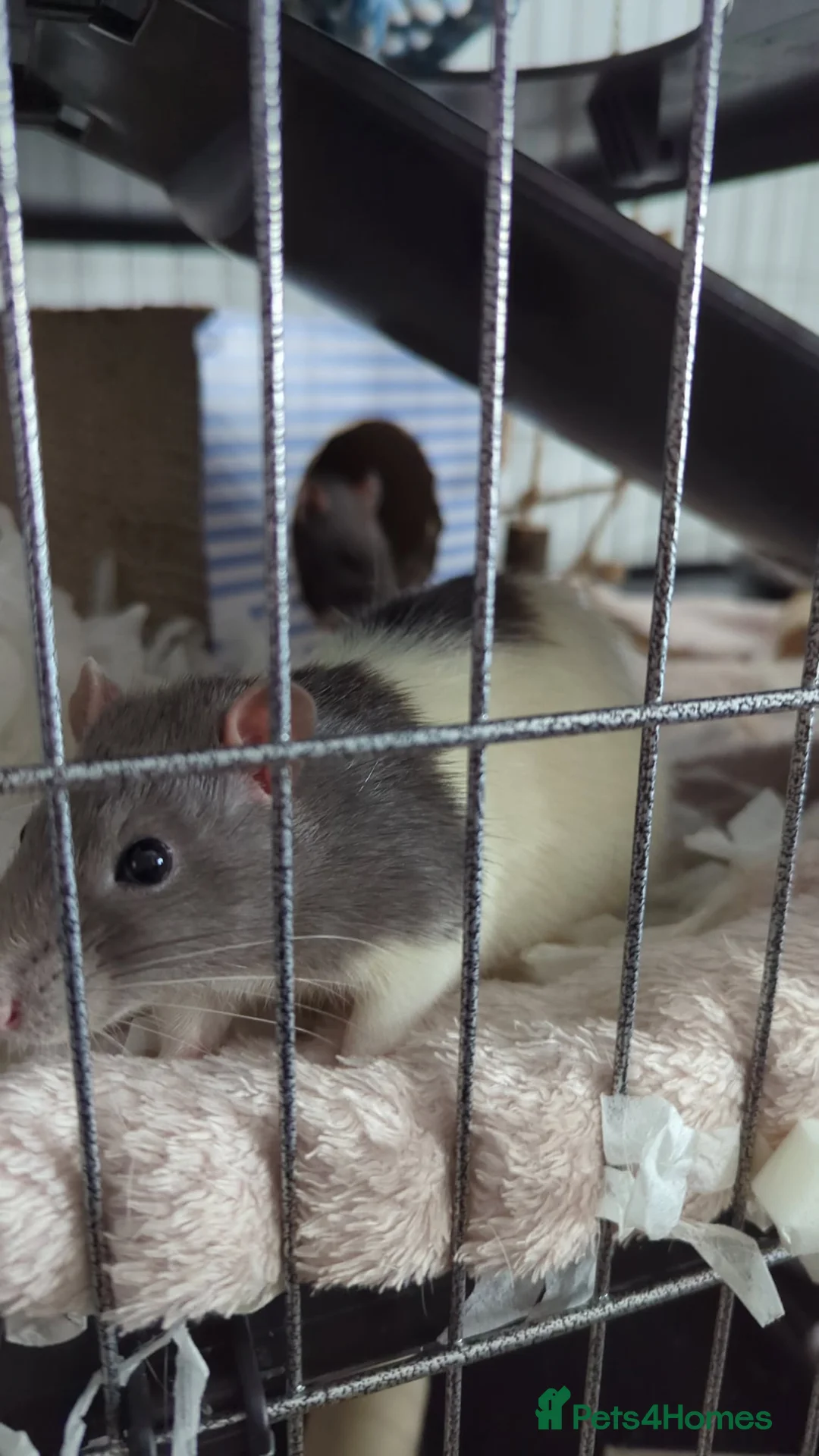 Rat rodents for sale: 2 male fancy rats  - Advert 6