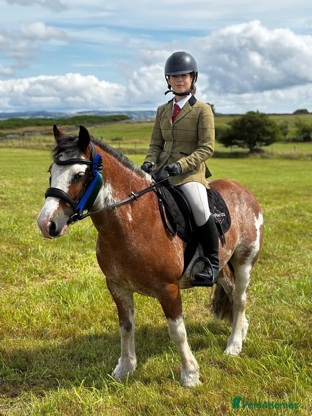 Other Breed horses for sale: 13hh-13.2hh Flashy Blagdon Cob - Advert 1