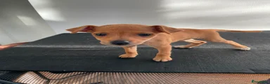 Mixed Breed 4