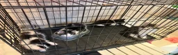 British Longhair cats for sale: 4 kittens british long hair  - Advert 6