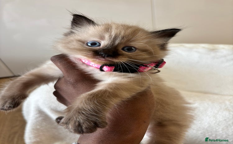 Ragdoll cats - Advert 6