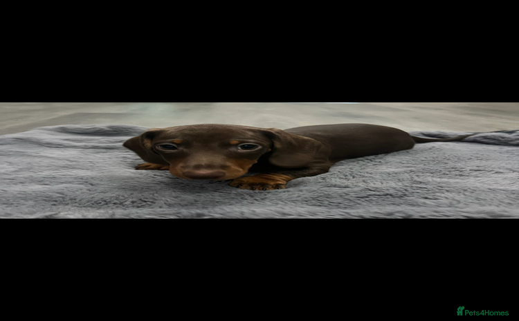 Miniature Dachshund dogs - Advert 11