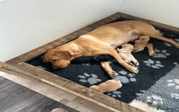 Labrador Retriever dogs for sale: Labrador Pups - Image 6